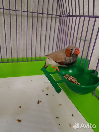 Амадина мальчик