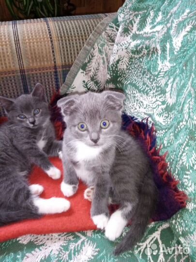 Отдам бесплатно котеночка, девочка. Очень умная