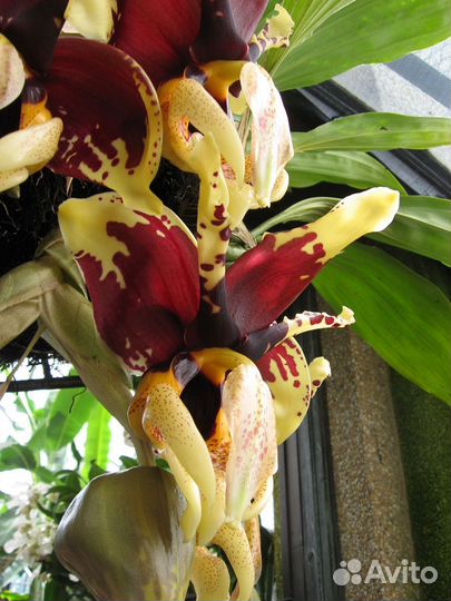Орхидея - Бык. Stanhopea tigrina