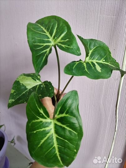 Сингониумы