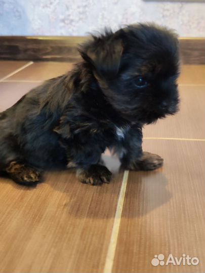 Йоркширский терьер мини