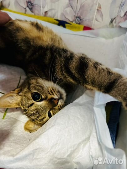 Котенок ищет дом