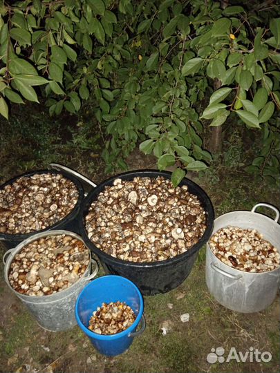 Грибы тополиная рядовка (опята) маринованные