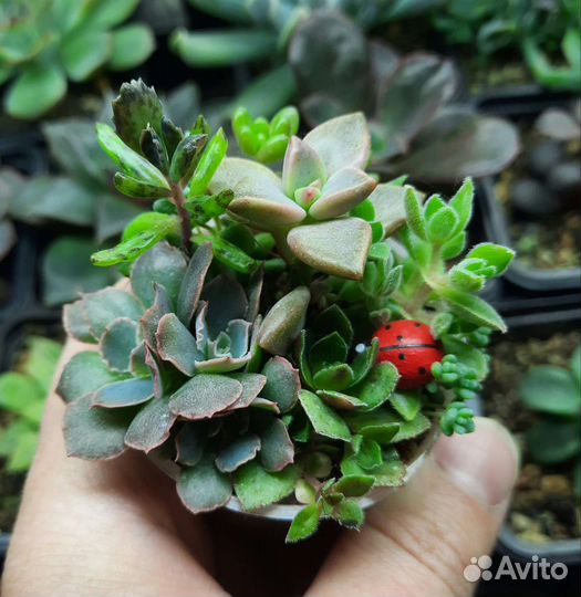 Суккуленты