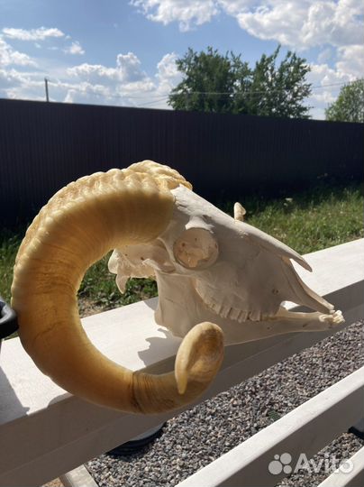 Череп барана большой