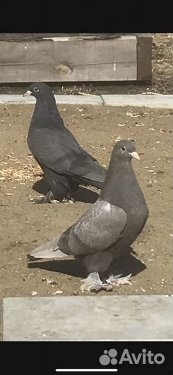 Голуби турецкие такла