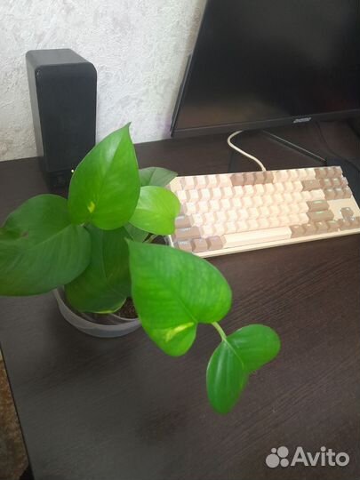 Спатифиллум