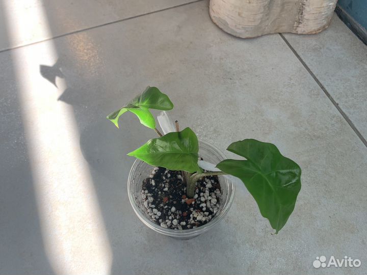 Алоказия лоу райдер детка