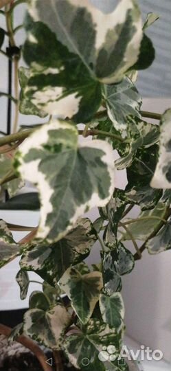 Комнатные растения