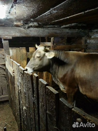 Корова швицкой породы