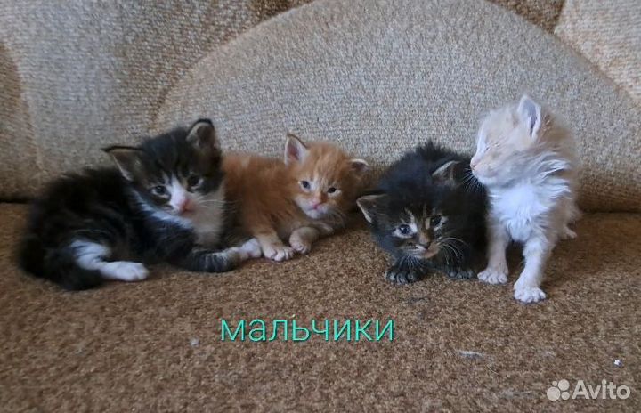 Мейн-кун