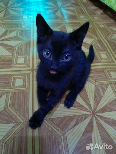 Котята мышеловы