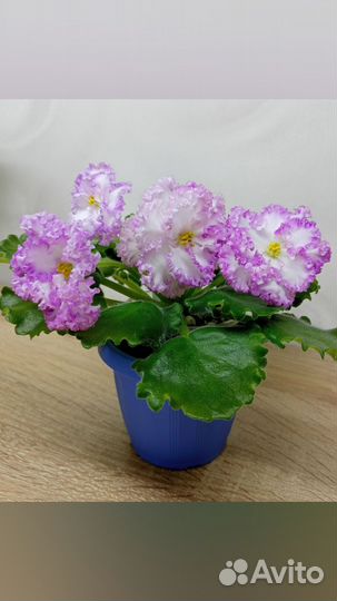 Фиалки сортовые