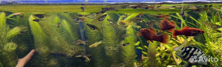 Зеленоград аквариумные рыбки Гуппи Эндлера