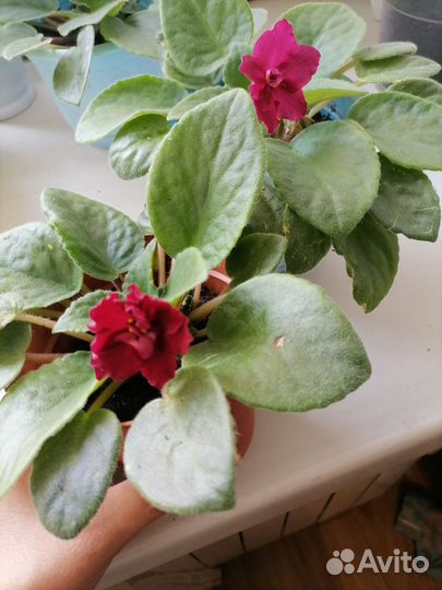 Фиалка бордовая