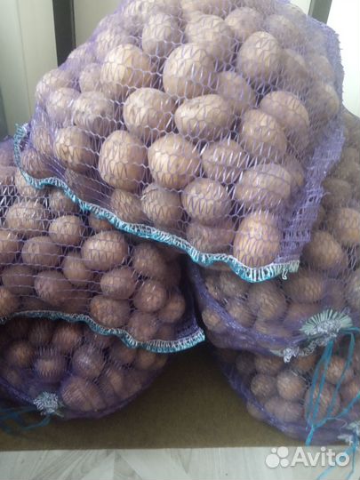 Картофель + 2 сетки бесплатно
