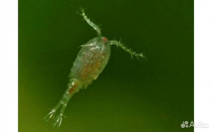 Замороженный корм. Циклоп. Мотыль. Артемия