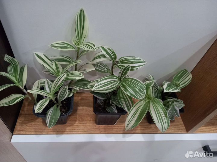 Традесканция