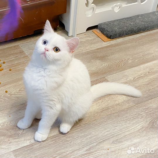 Шотландский разноглазый котик