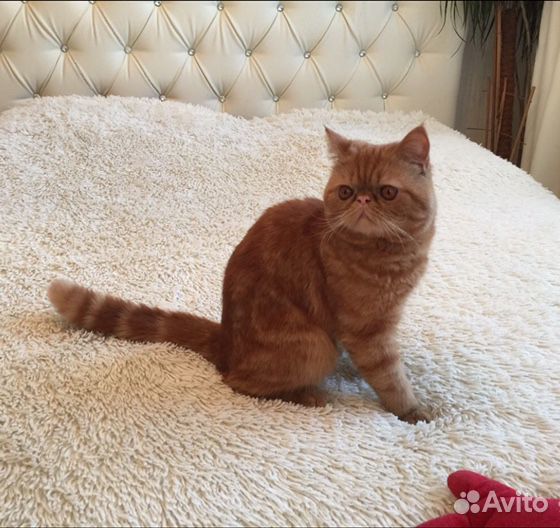 Экзотическая