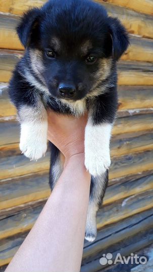 Щенки дворняжки мальчики