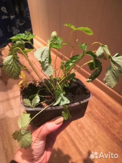 Земляника Ксюша