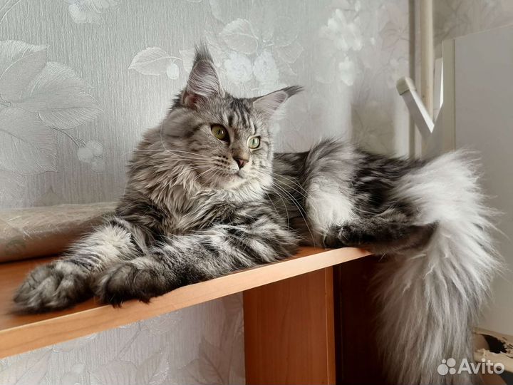 Передержка животных