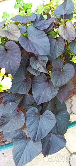 Ипомея батат - шикарный ампельный многолетник