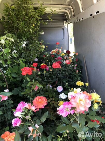 Кустовые розы саженцы