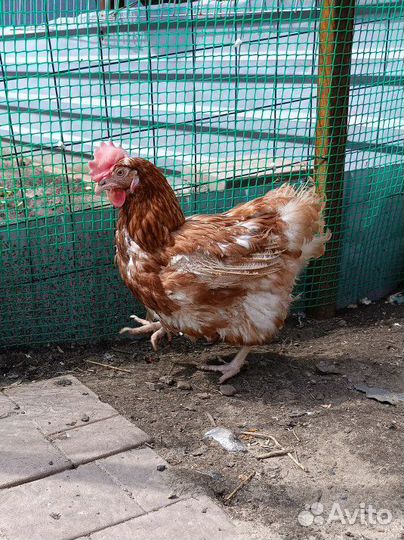 Курицы несушки