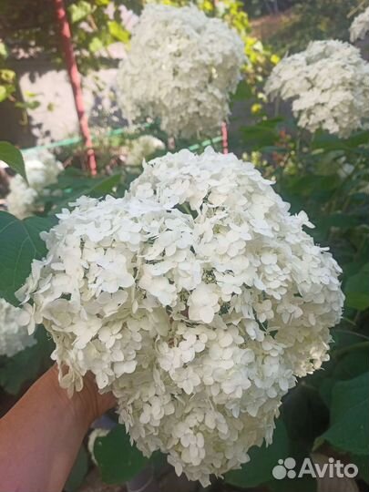 Гортензия древовидная аннабель