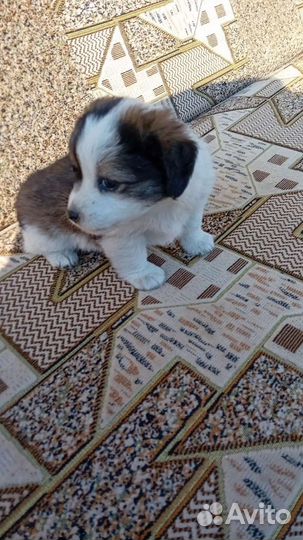 Собаки бесплатно в добрые руки щенки