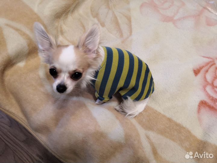 Комбинезоны и др. одежда и обувь для мелких собак