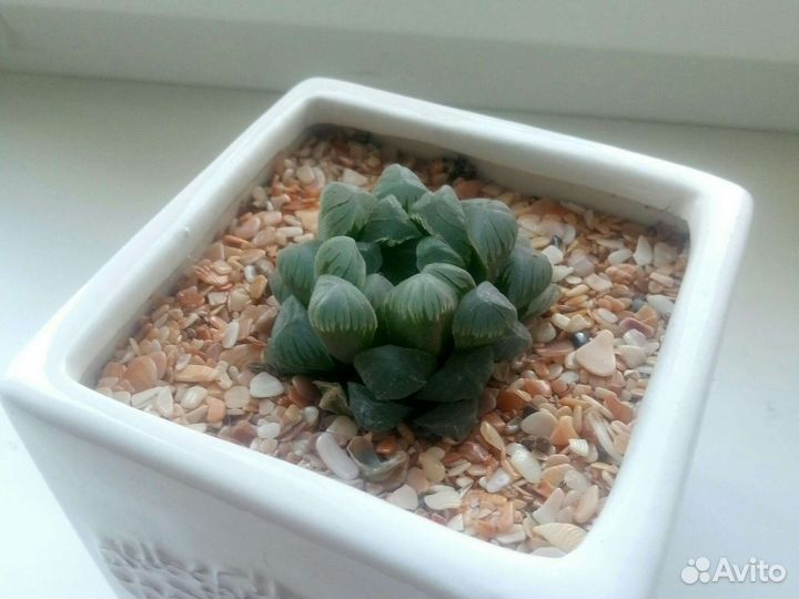 Хавортия Купера