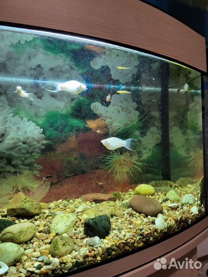 Аквариум с тумбой 80 литров