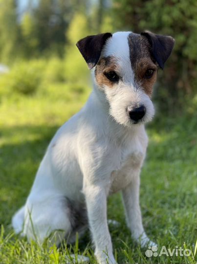 Парсон рассел терьер вязка