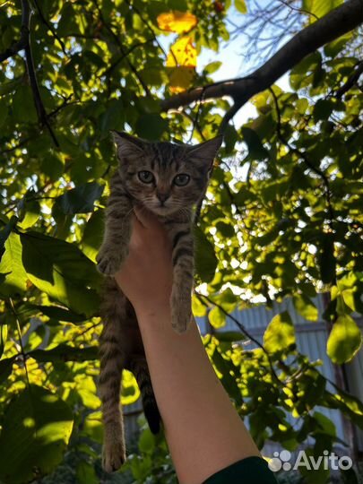 Котята