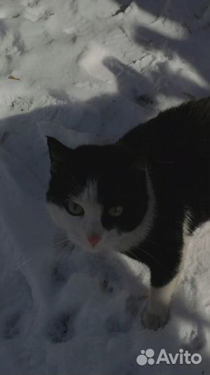 Отдам кошечку в добрые руки