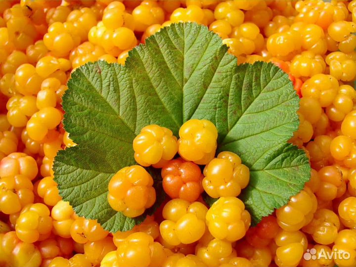 Замороженная морошка