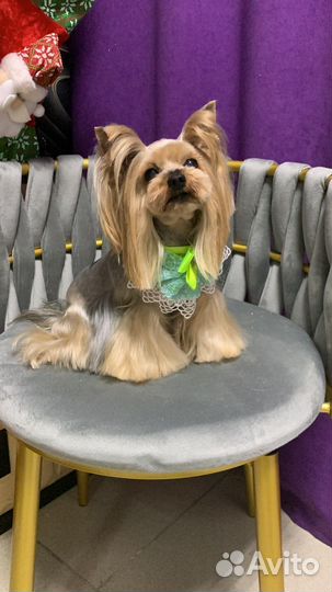 Стрижка йорков