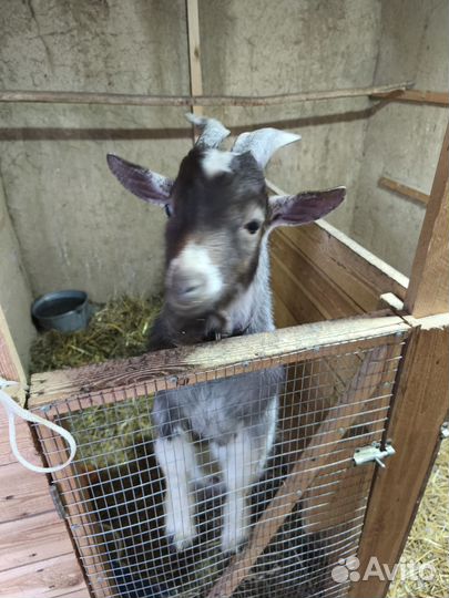 Козел камерунский на вязку