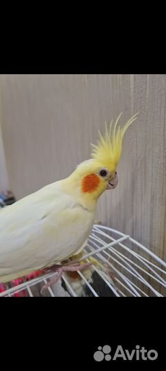 Корелла самка