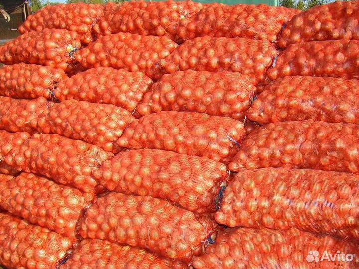 Лук репчатый оптом