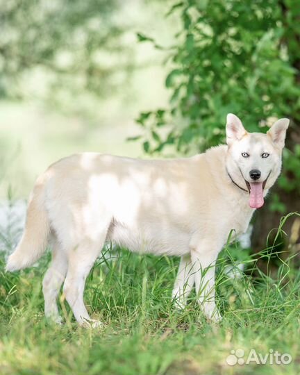 Метис хаски