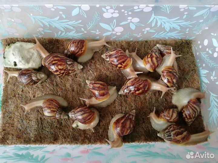 Отдам улиток Ахатин