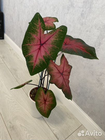 Каладиум Postman Joyner