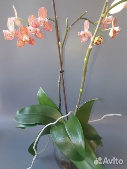 Орхидея фаленопсис Равелло бабулетка