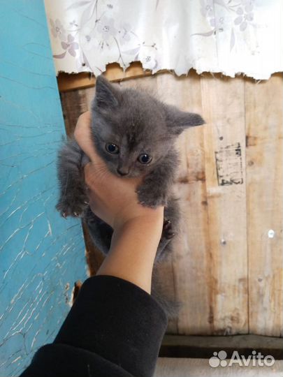 Котята в добрые руки бесплатно