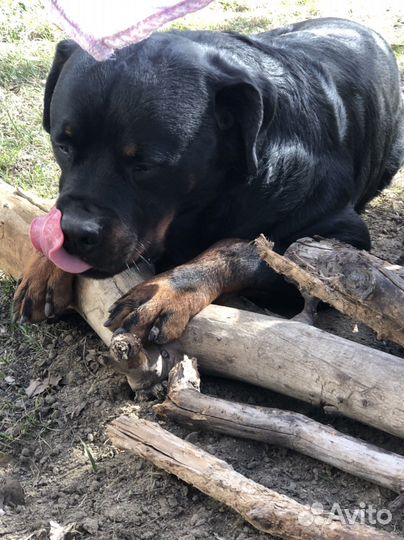 Ротвейлер на вязку