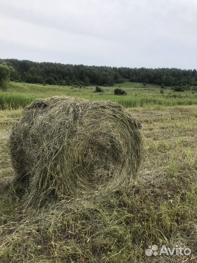 Сено луговое в тюках